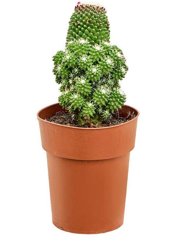 Mammillaria 'Toluca Ramosa' (Erde 30)