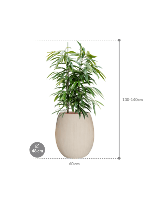 Ficus binnendijkii Amstel King in Baq Polystone Coated Plain (137) inkl. Gefäß