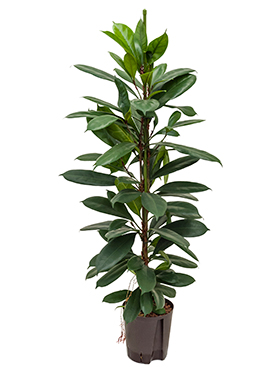 Ficus cyathistipula (Hydro 120)