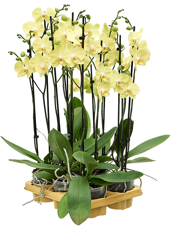 Phalaenopsis 'Yara' 6/tray (Erde 65)