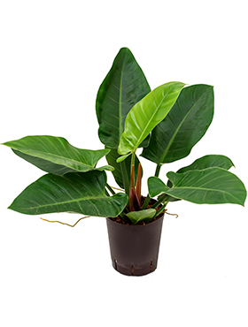 Philodendron 'Imperial Green' (Hydro 45)