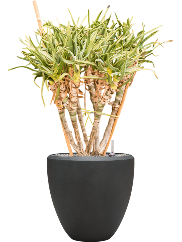 Aloe ramosissima in Baq Nucast (136) inkl. Gefäß