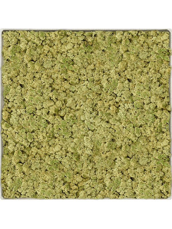 Moss Painting (5)
