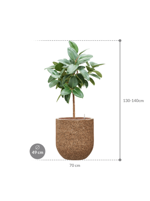 Ficus elastica 'Robusta' in Baq Naturescast (138) inkl. Gefäß