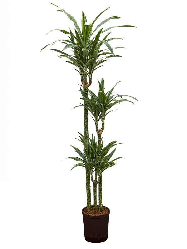 Dracaena deremensis 'Warneckei' (Hydro 135)