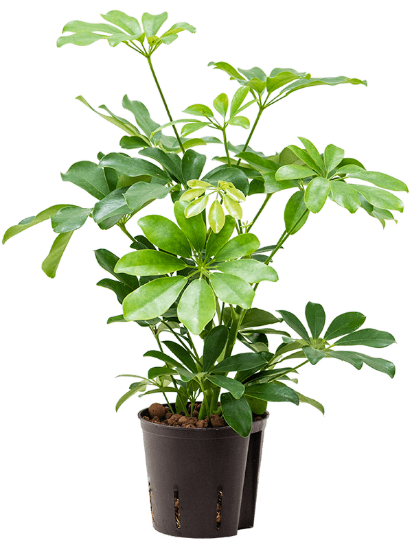 Schefflera arboricola 'Luseana' (Hydro 30)