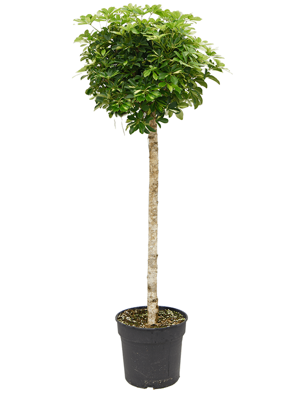 Schefflera arboricola 'Gold Capella' (Erde 200)