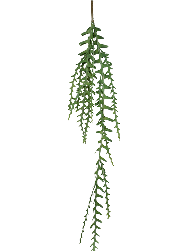 Epiphyllum (125)