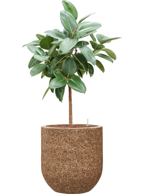 Ficus elastica 'Robusta' in Baq Naturescast (138) inkl. Gefäß