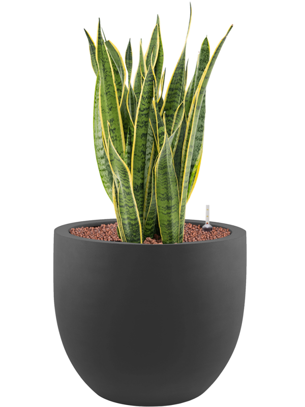 Sansevieria trifasciata 'Laurentii' in Stretto (83) inkl. Gefäß