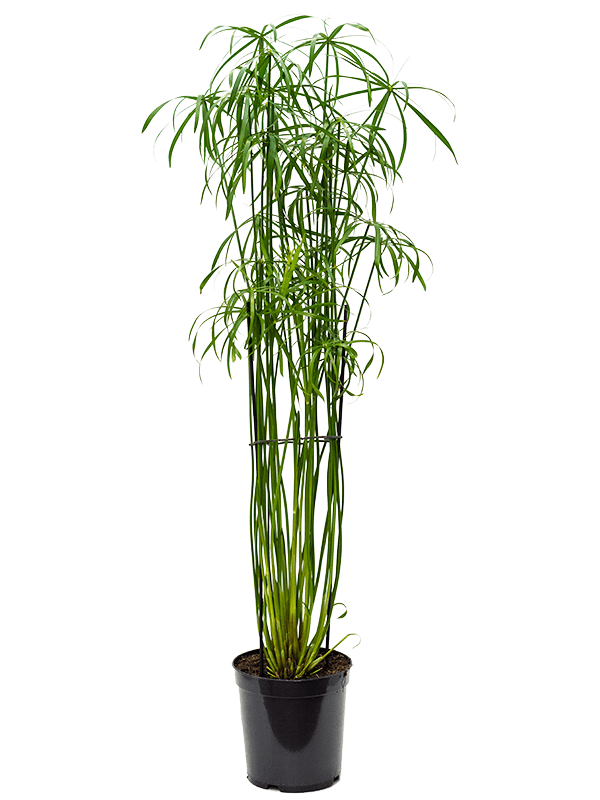 Cyperus alternifolius 'Glaber (Erde 145)