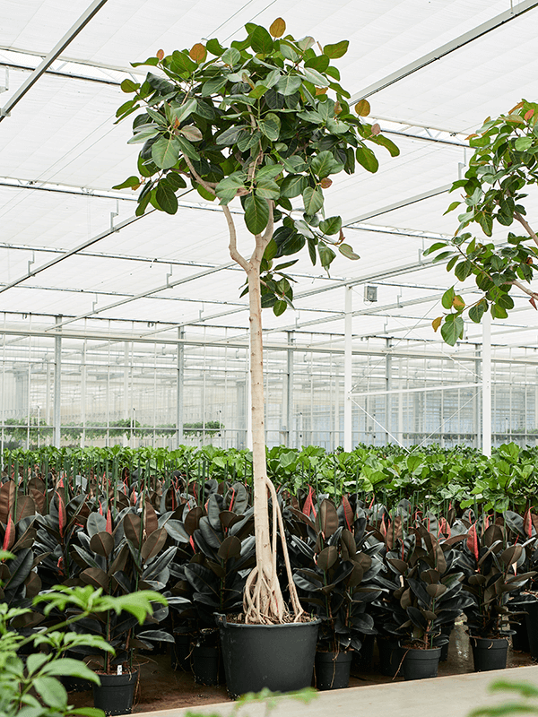 Ficus benghalensis (400-450) (Erde 450)