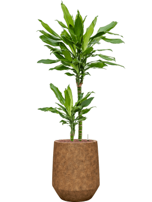 Dracaena fragrans 'Burundii' in Mineral (107) inkl. Gefäß