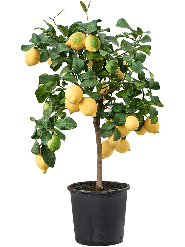 Citrus (Citrofortunella) lemon (Erde 80)