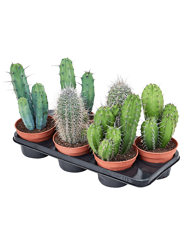 Cactus mix (Erde 20)
