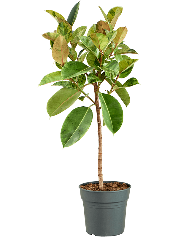 Ficus elastica 'Shivereana Moonshine' (Erde 140)