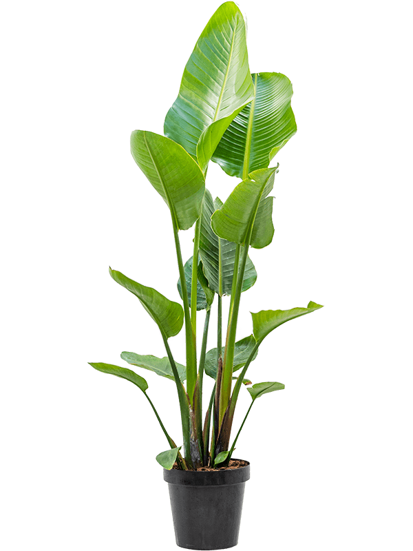 Strelitzia nicolai (Erde 130)