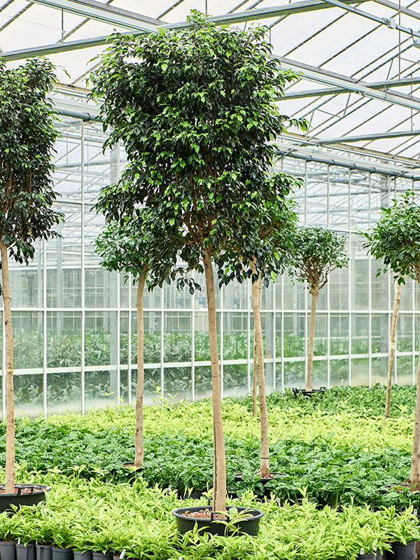 Ficus benjamina 'Danielle' (Hydro 400)