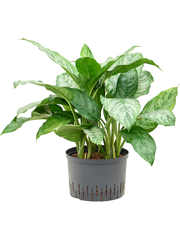 Aglaonema 'Chantal' (Hydro 70)