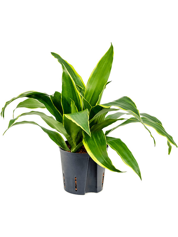 Dracaena fragrans 'Arturo' (Hydro 30)