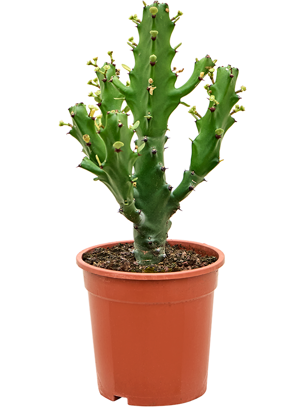 Euphorbia mayuranathanii (Erde)