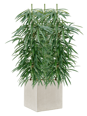 CC0057447-medium
