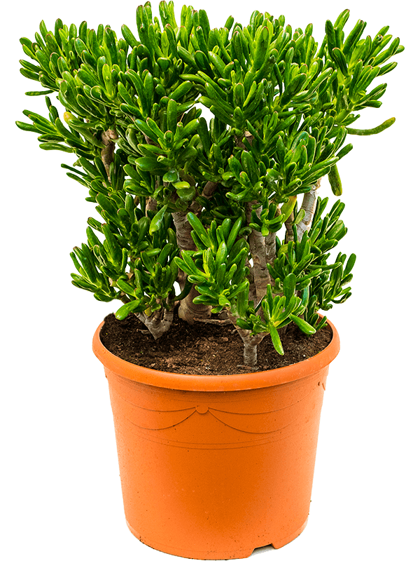 Crassula ovata 'Horntree' (Erde 80)