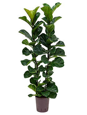 Ficus lyrata 'Bambino' (Hydro 120)