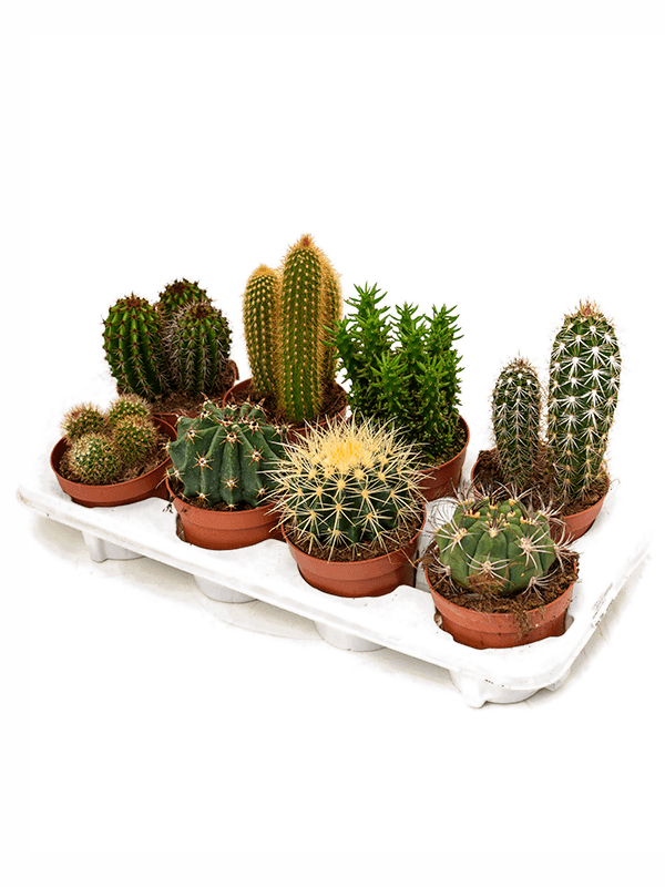 Cactus mix 8/tray (Erde 25)