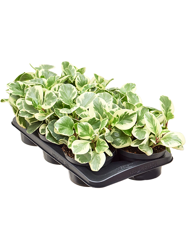 Peperomia obtusifolia 'Golden Gate' 6/tray (Erde 25)