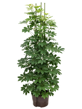 Schefflera arboricola ‘Compacta’ (Hydro 150)