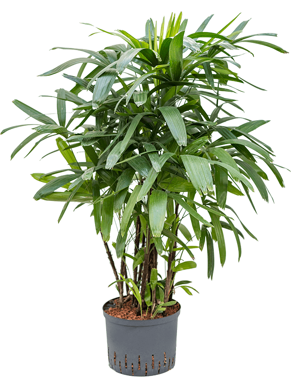 Rhapis excelsa (Hydro 110)