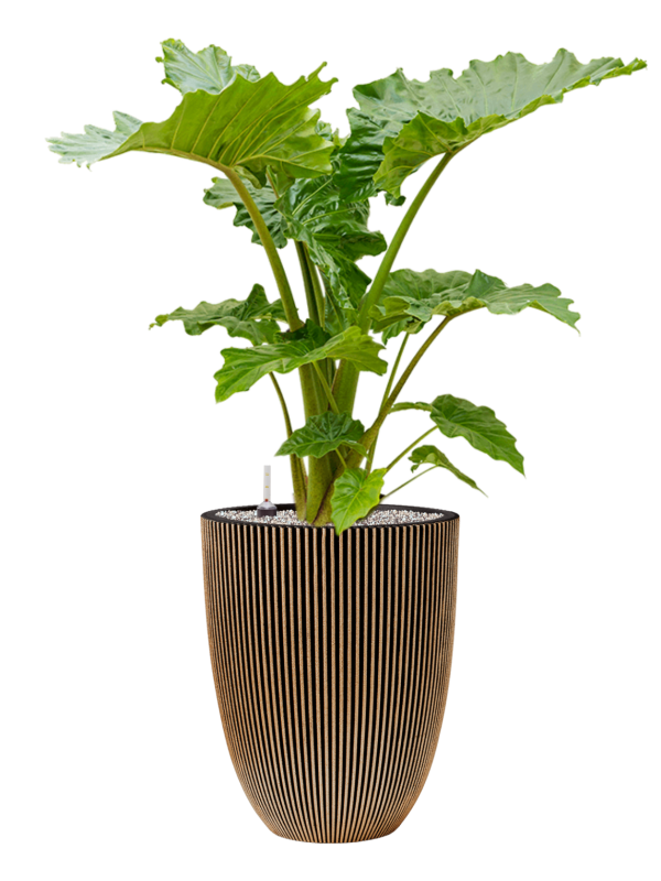 Alocasia 'Portodora' in Capi Nature Groove NL (139) inkl. Gefäß