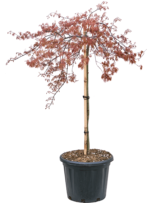 Acer Palmatum 'Orangeola' (Erde 140)