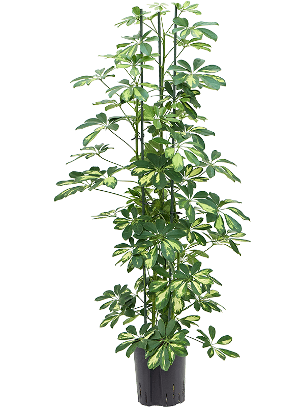 Schefflera arboricola 'Gold Capella' (Hydro 120)