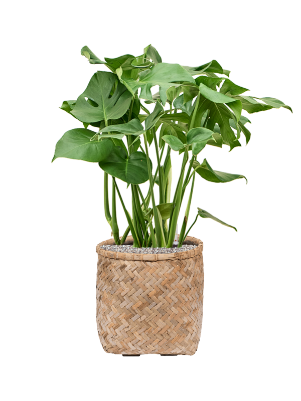 Monstera deliciosa in Bohemian (92) inkl. Gefäß