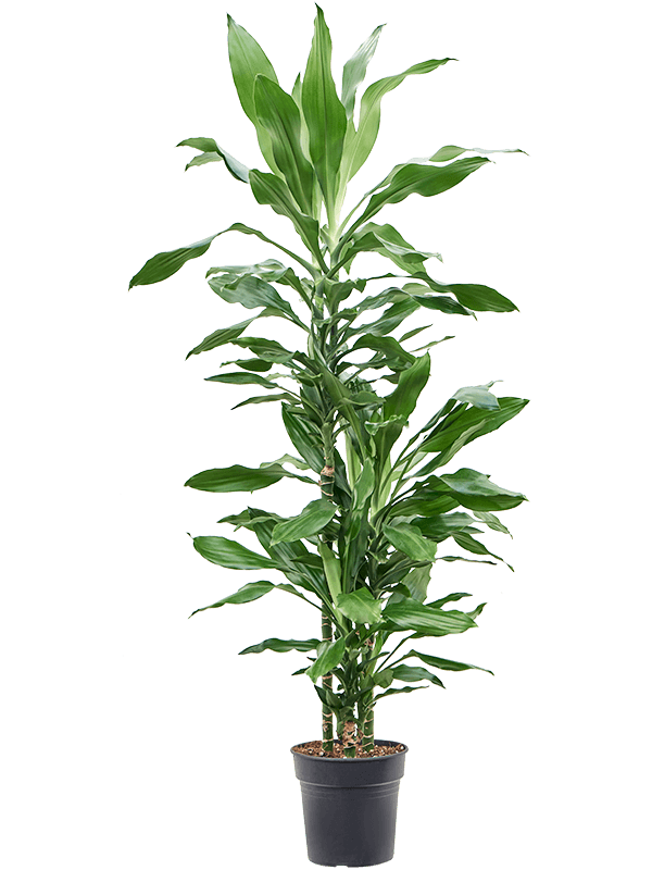 Dracaena fragrans 'Burundii' (Erde 140)