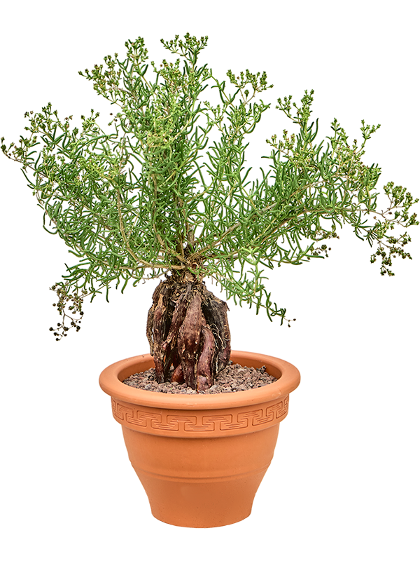 Mestoklema tuberosum (Erde 45)