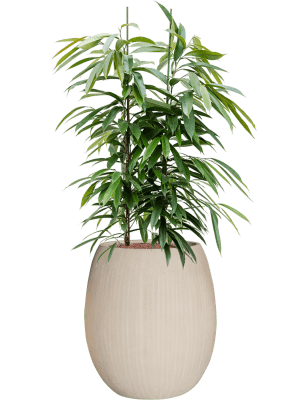 Ficus binnendijkii Amstel King in Baq Polystone Coated Plain (137) inkl. Gefäß