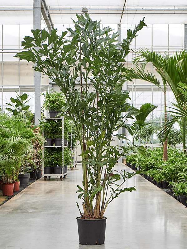 Caryota mitis (Erde 210)
