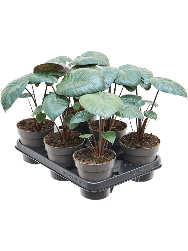 Alocasia 'Chocolate Green' 6/tray (Erde 25)