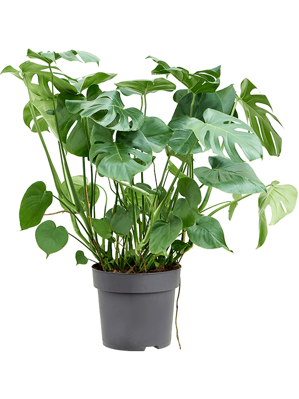 Monstera deliciosa (Erde 100)