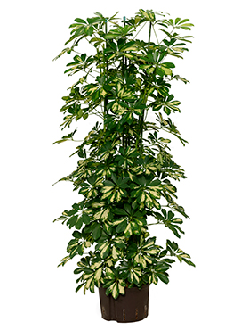 Schefflera arboricola 'Gold Capella' (Hydro 150)