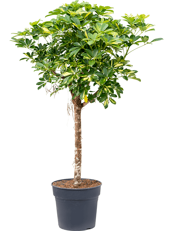 Schefflera arboricola 'Gold Capella' (Erde 170)