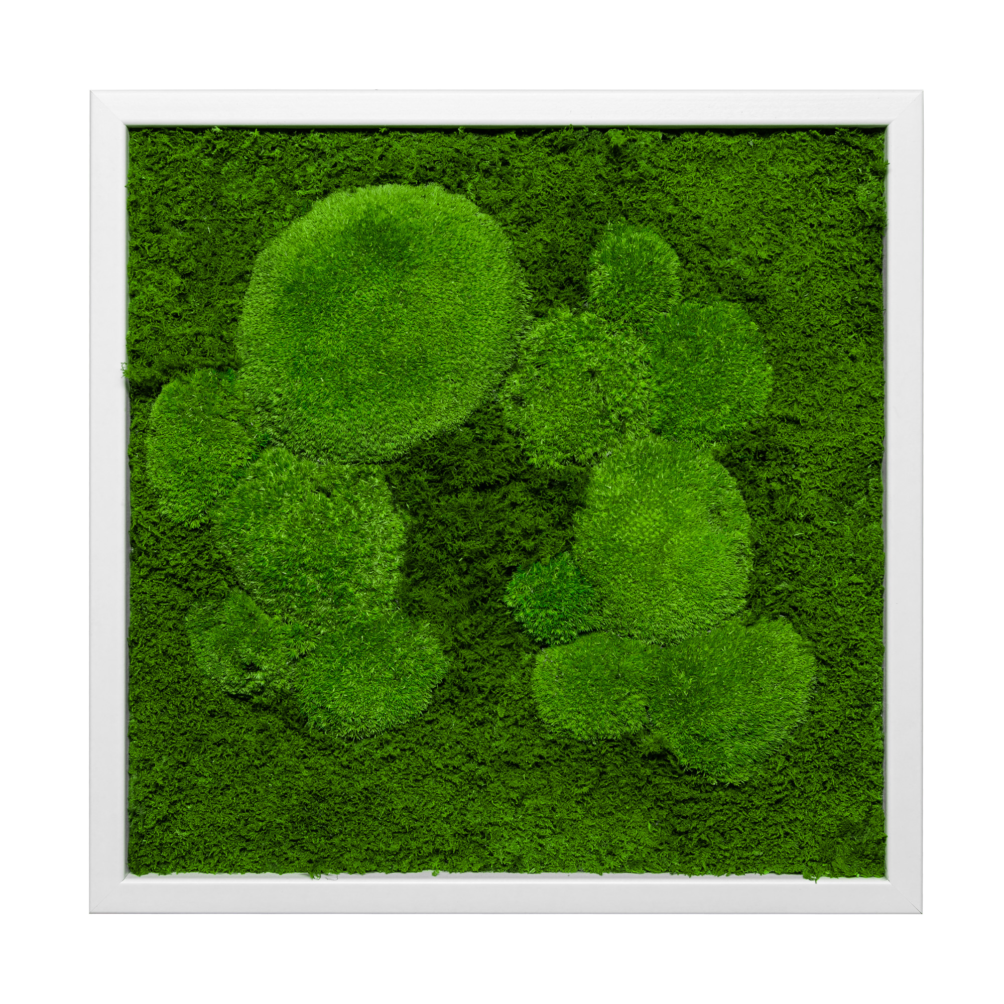 35x35_45x45_55x55_fif_wei_1