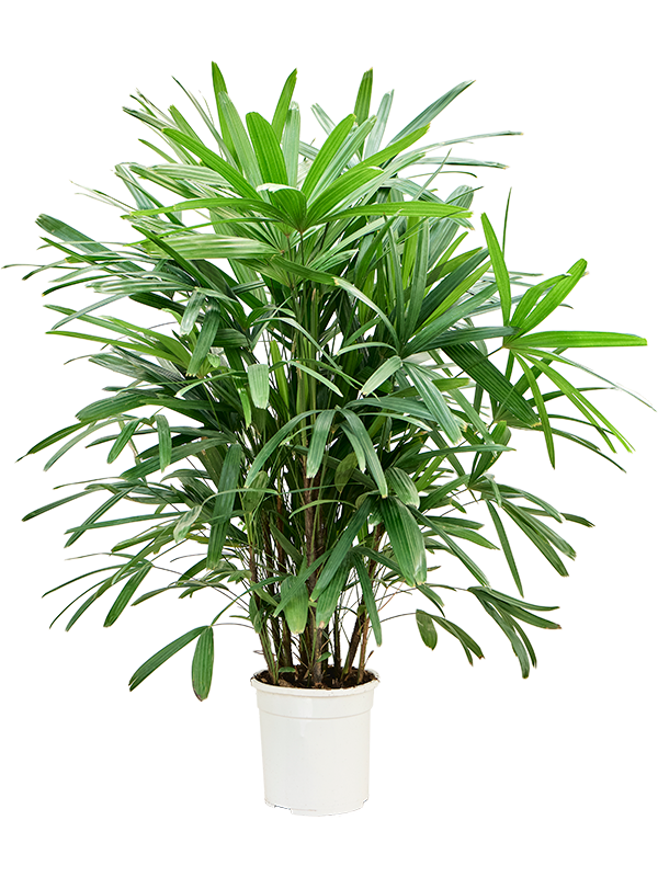 Rhapis excelsa (120-135) (Erde 125)