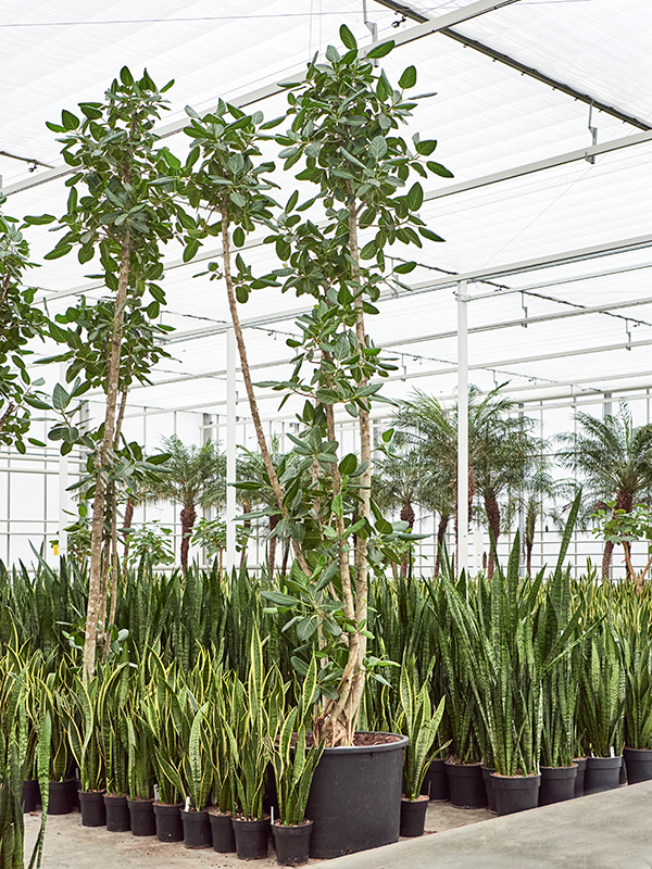 Ficus benghalensis (Erde 450)