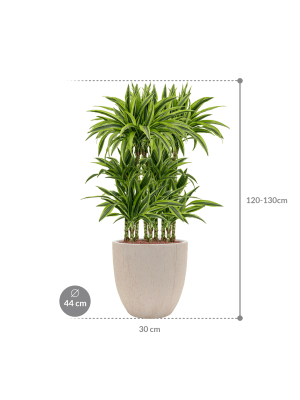 Dracaena fragrans 'Lemon Lime' in Baq Raindrop (126) inkl. Gefäß
