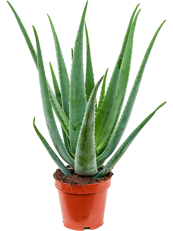 Aloe vera barbadensis (Erde 70)