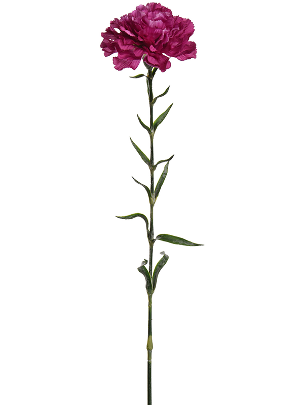 Carnation (70)
